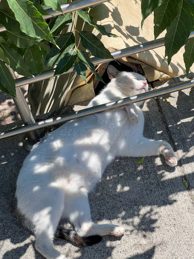 White homeless cat is sleeping. Hiding from the hot sun in the shade. Cute white homeless cat is hiding from the hot sun in the shade