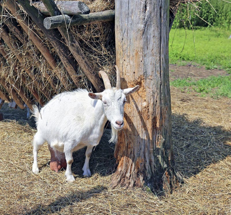 White horned goat on the farm