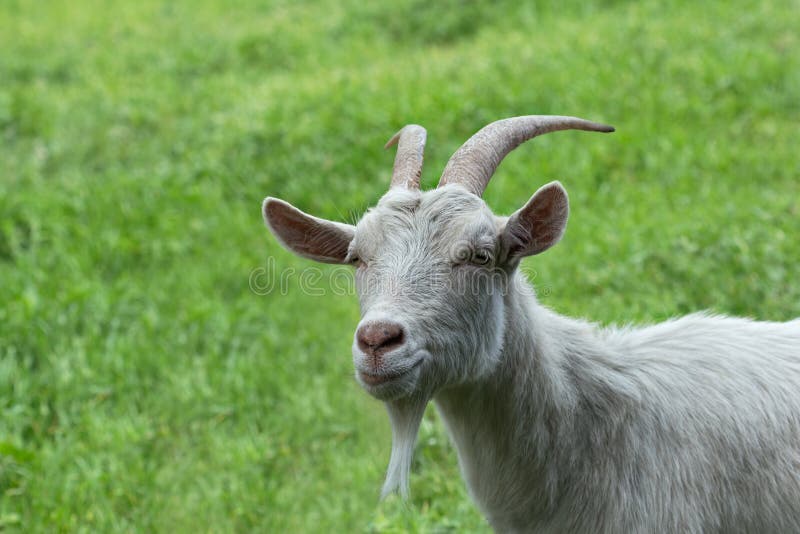 White horned goat on the green grass.