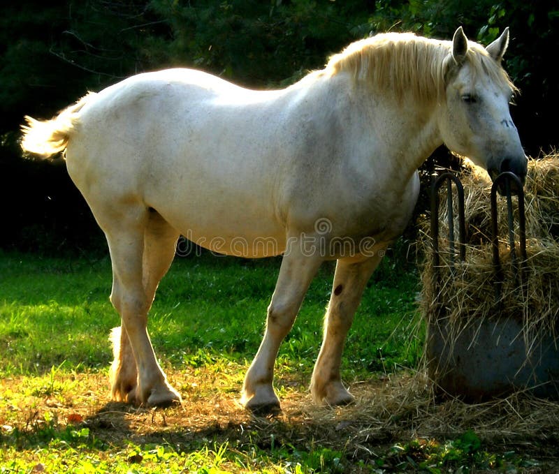 The white horse 1.
