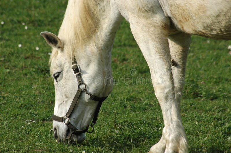 White Horse Picture. Image 1053217