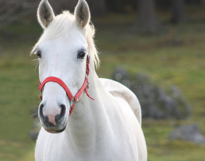 White horse