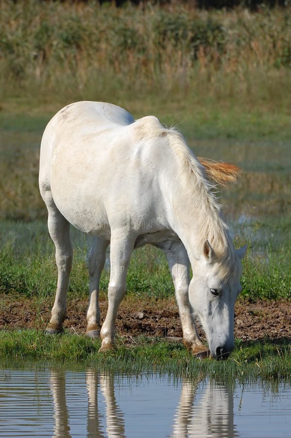 White horse stock image