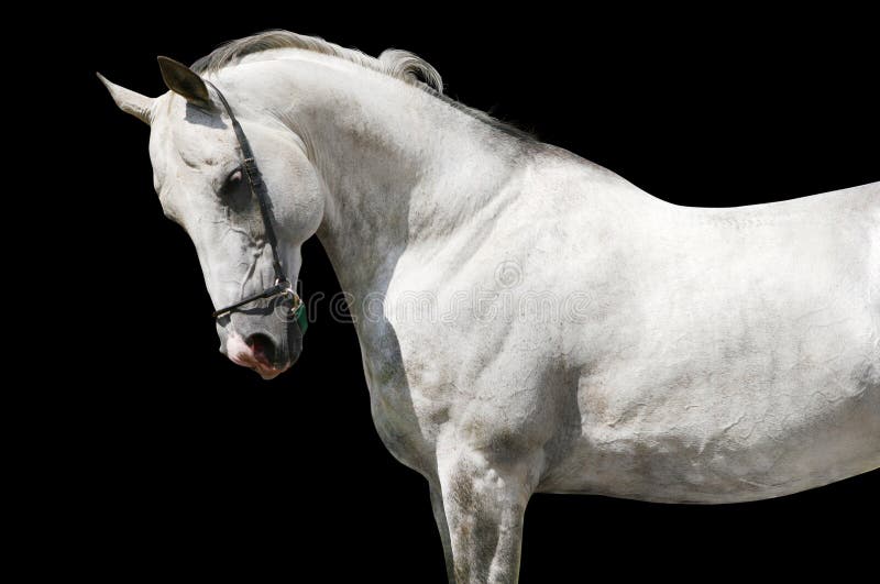 White horse