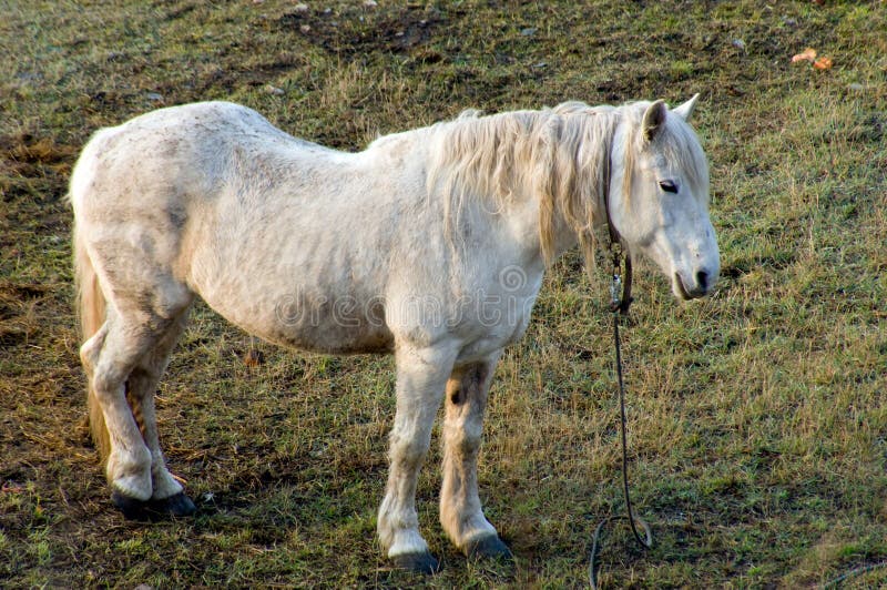 White pony stock image. Image of pony, ride, pines, horse 1562017