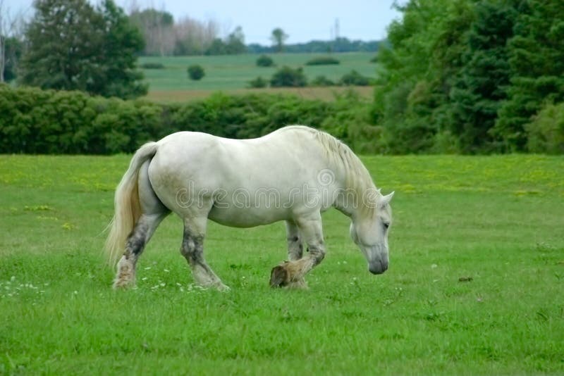 White horse grazing in a field.