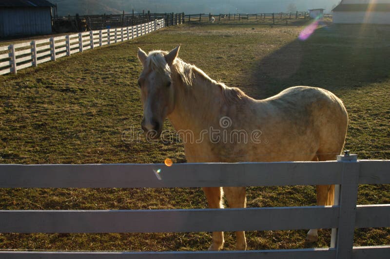 White horse