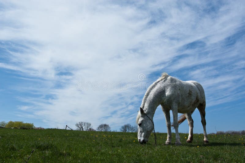Germany Sheepdog Laying in Garden Stock Image Image of mammal