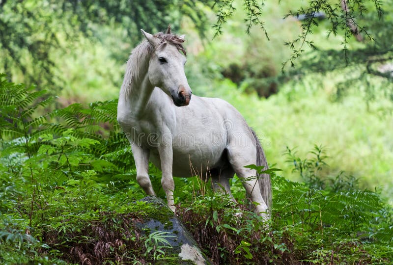 White horse standing in a forest.