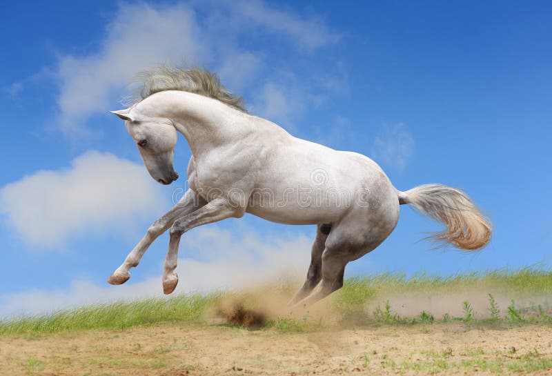 White horse stock image. Image of season, tale, force - 24205675 White horse stock image. Image of season, tale, force - 24205675