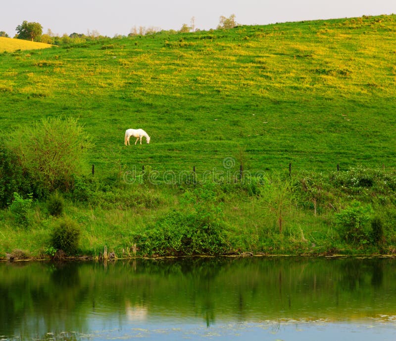 White horse stock photo. Image of hill, grass, water 28853580