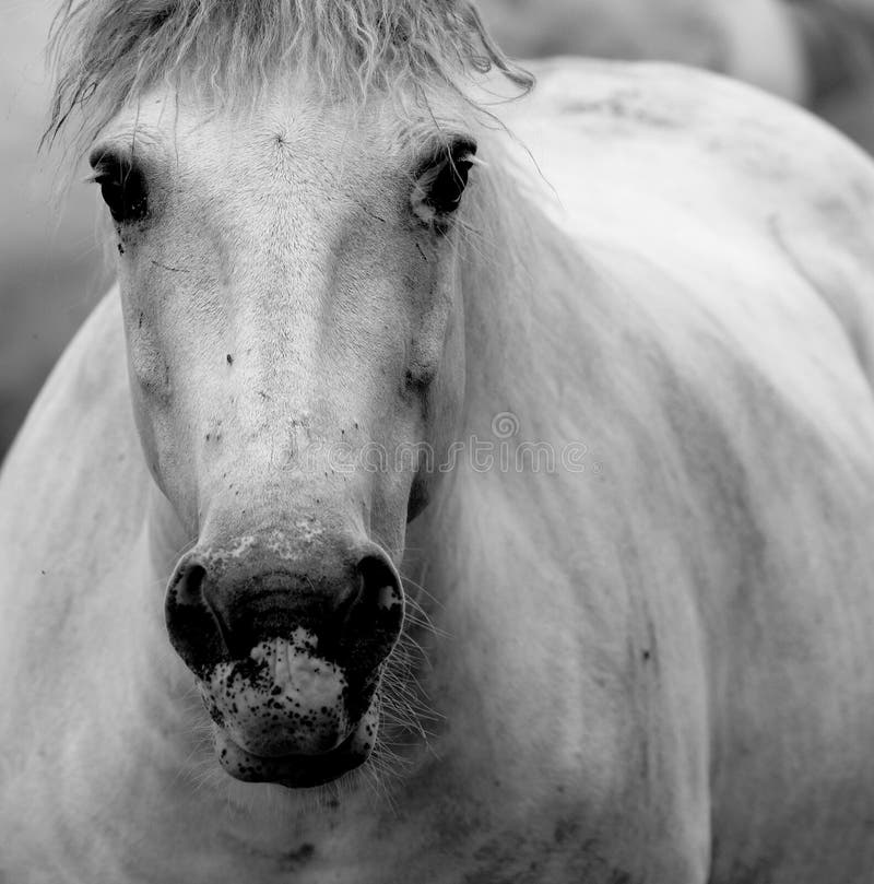 Two Horses stock photo. Image of stallion, animal, farm 28206980