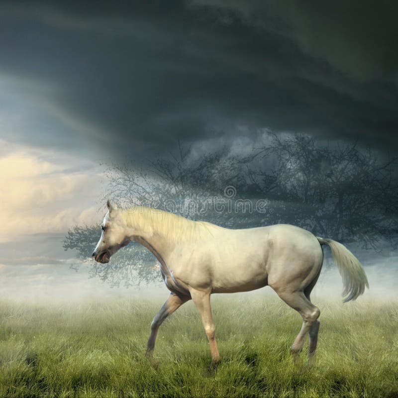 White horse in summer misty evening