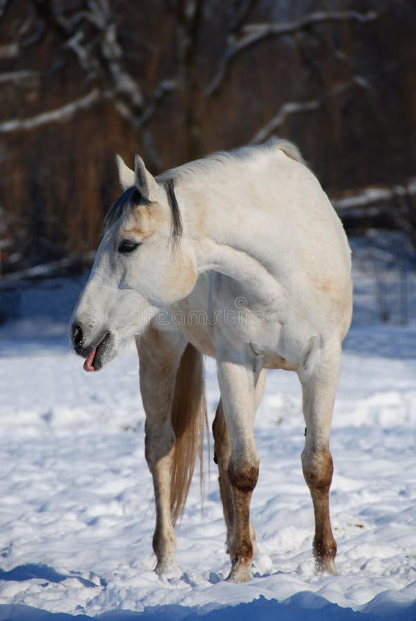 White horse royalty free stock images
