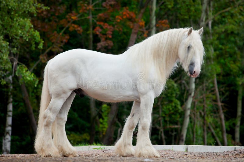 White horse in autumn