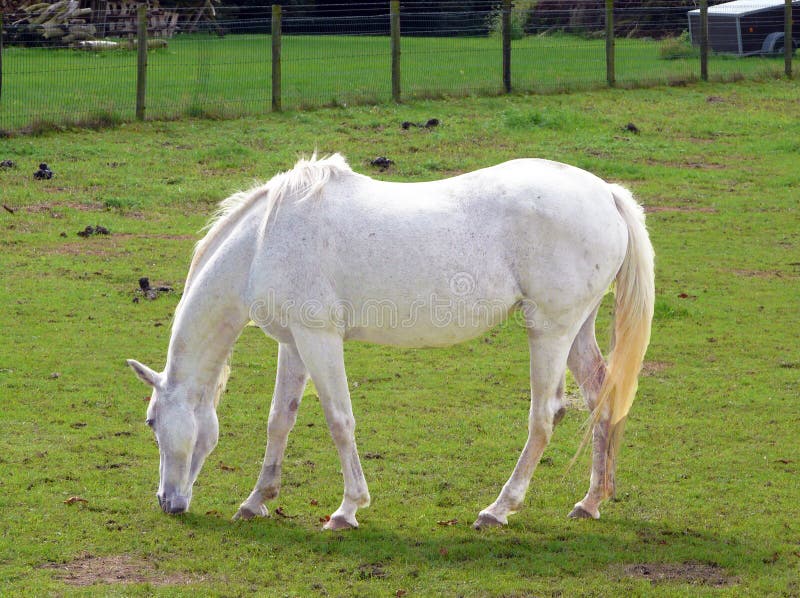 White horse