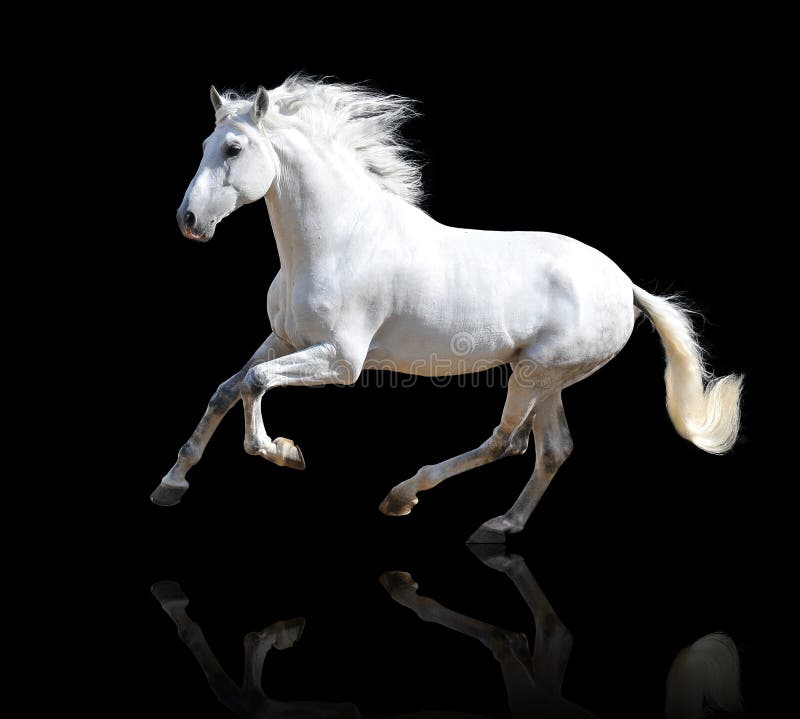 1500 White Horse Pictures Download Free Images on Unsplash
