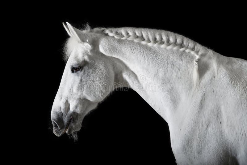 White Horse On Black Background Stock Image - Image of draft, equine