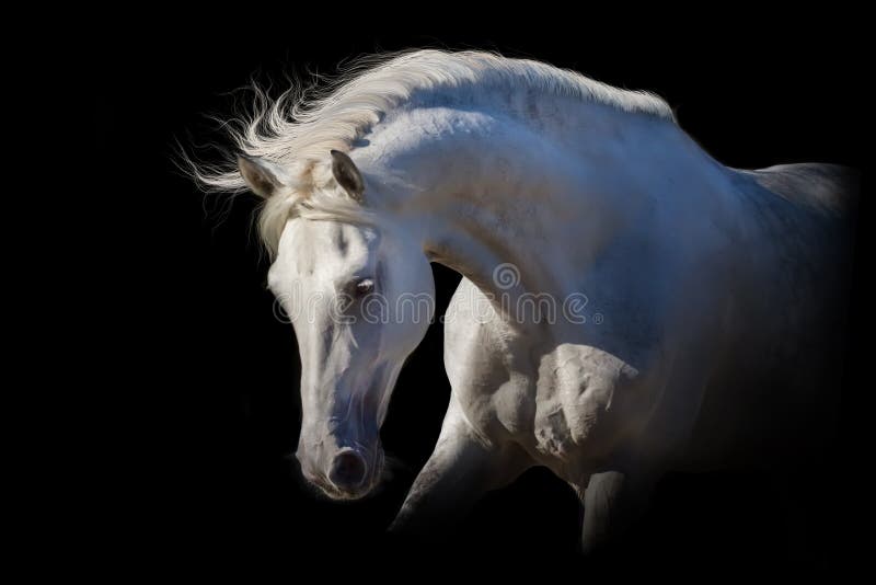 White horse on black