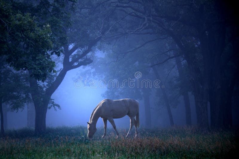 Un bianco cavallo al pascolo nella nebbia del mattino nel mezzo di un bosco di querce.