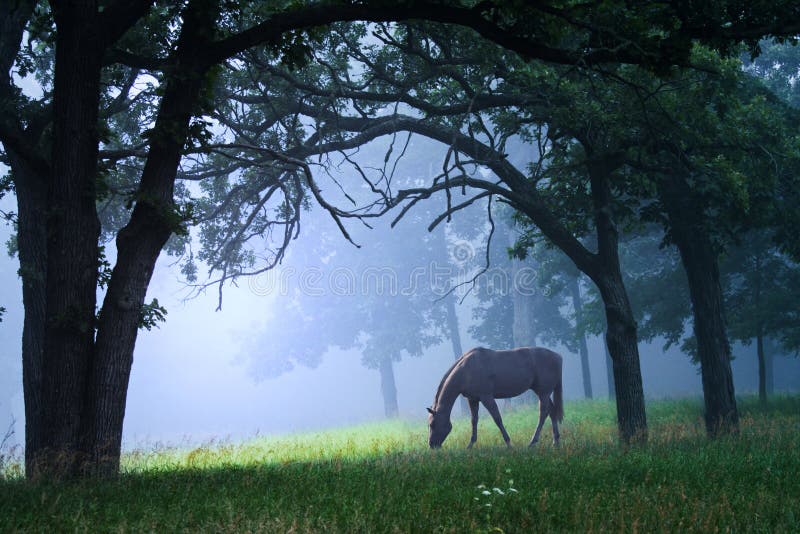 A white horse grazing in the misty morning fog in the middle of an oak forest. Very fairytale mystical looking. A white horse grazing in the misty morning fog in the middle of an oak forest. Very fairytale mystical looking.