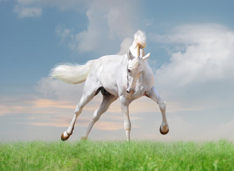 White Horse On Blue Sky Background Stock Photo Image 17915542