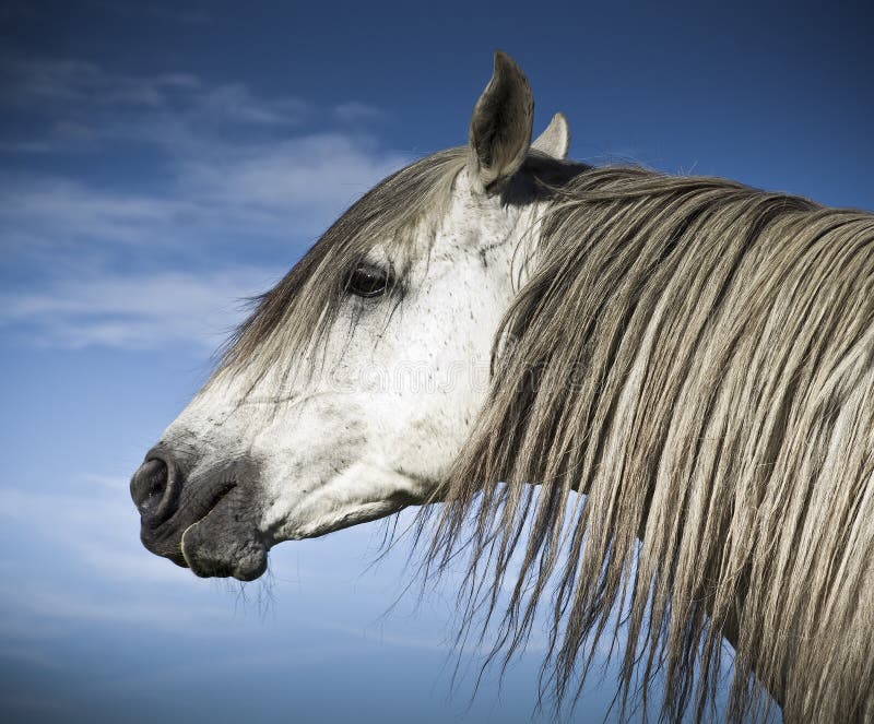 White Horse On Blue Sky Background Stock Photo Image of stirrup