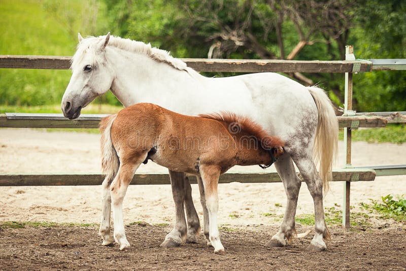 White Horse and Brown Foal at the Farm. Foal Feeding Stock Photo