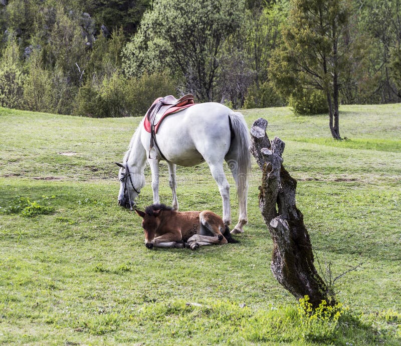 A white horse and a brown foal lying on a green meadow royalty free stock images A white horse and a brown foal lying on a green meadow royalty free stock images