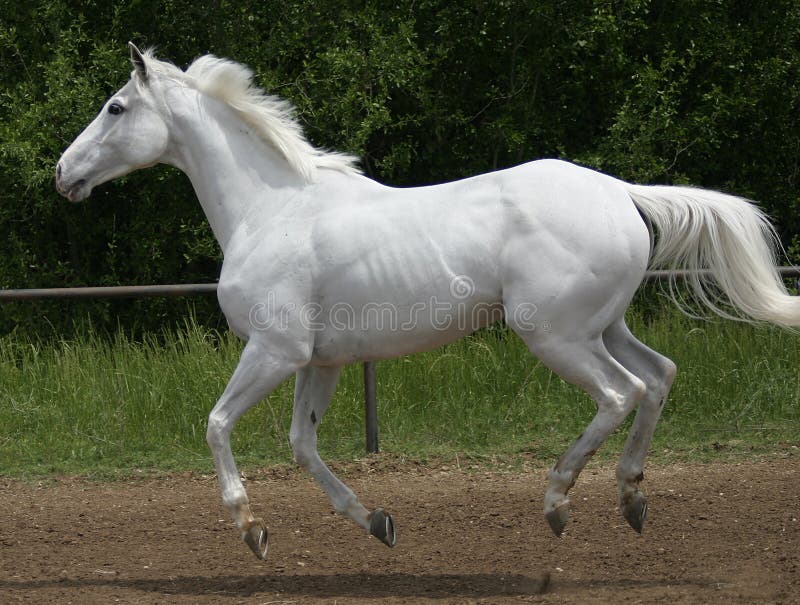 Biely kôň canters proti zelené lístie, background.