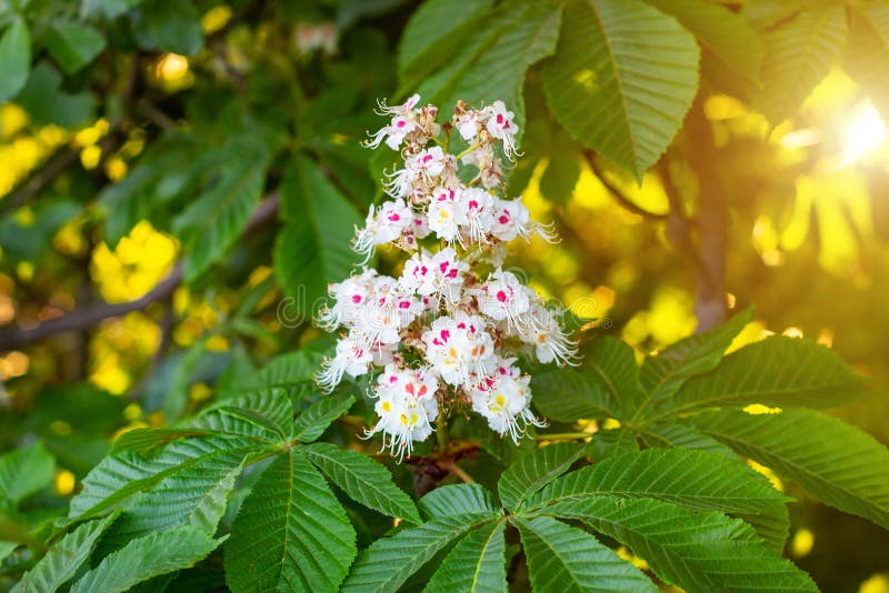 White horse-chestnut Conker tree, Aesculus hippocastanum blossoming flowers on branch with green leaves background.