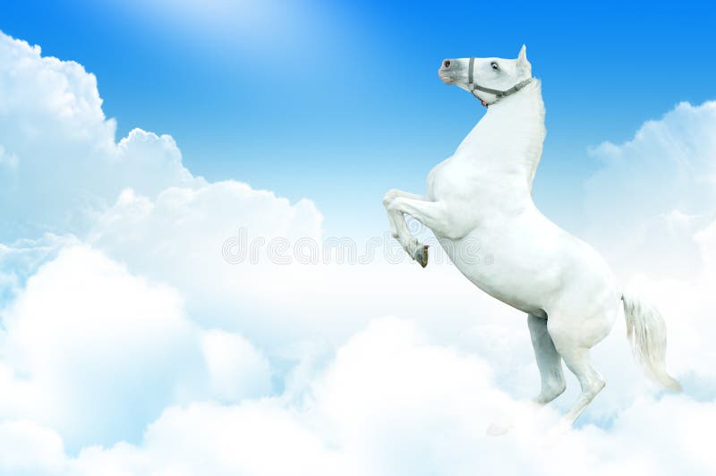 Pictures of horses that are reaching the hind legs surrounded by clouds. Bay arabian stallion rearing stock images, royalty-free photos and pictures