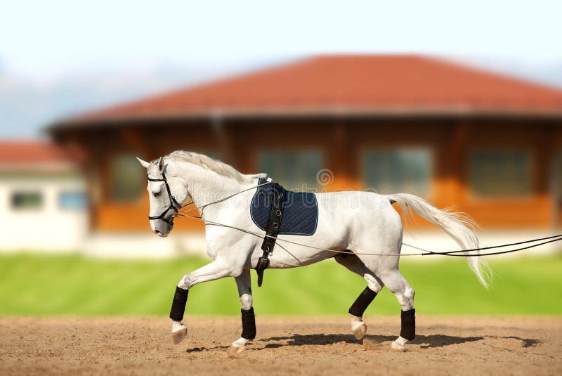 White horse coaching by reins in movement