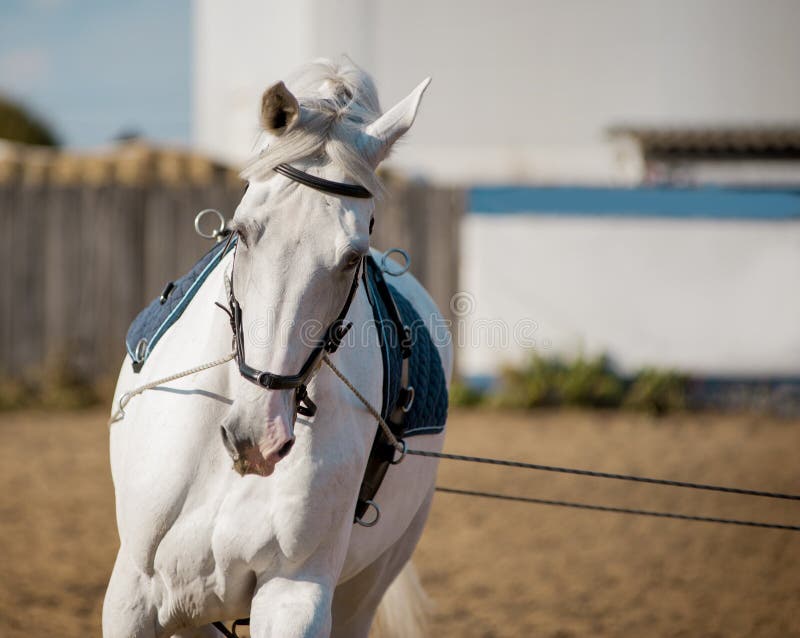 White horse coaching by reins portrait