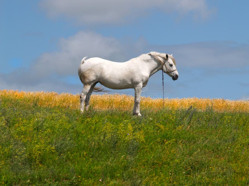 The White Horse Costs on a Grass Stock Photo Image of mane, horse