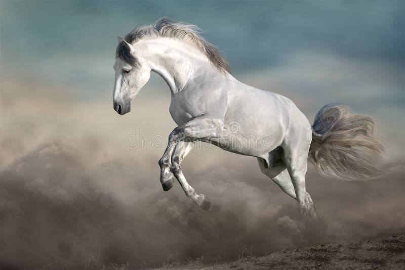 White Horse in desert dust stock image. Image of power - 169053781
