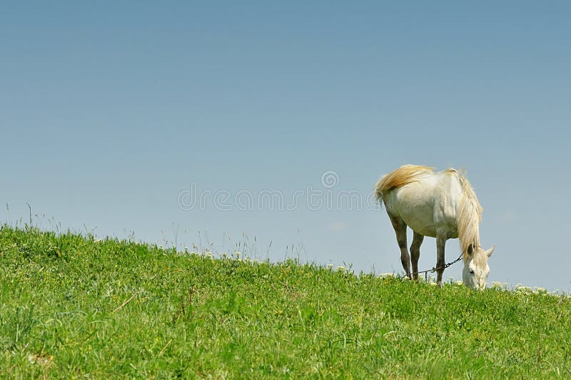 White horse