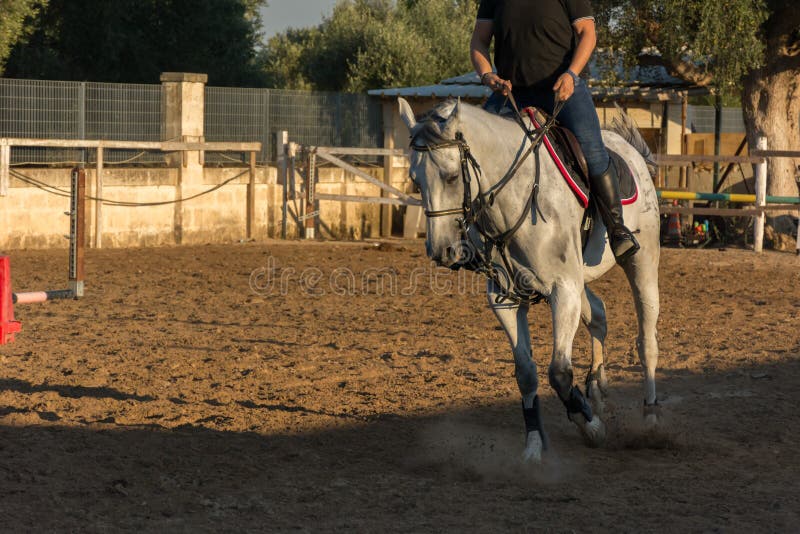 White Horse during Equestrian School Training Stock Photo Image of
