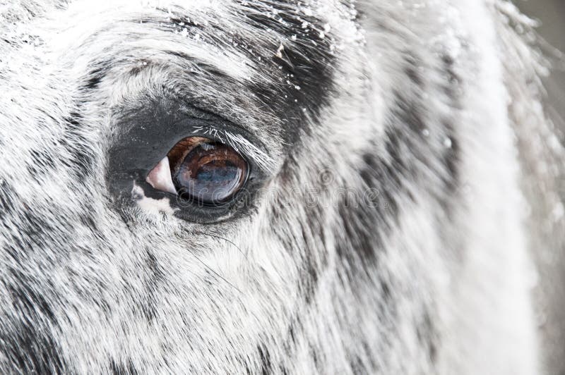 White horse eye close up stock photo. Image of race, farm 12330962