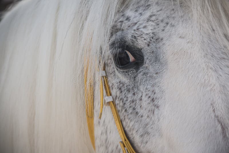 White horse eye close up stock photo. Image of cold, face 67218292