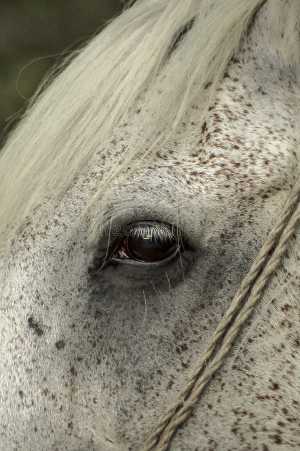 White Horse Eye stock photo. Image of peace, closeup 50311058
