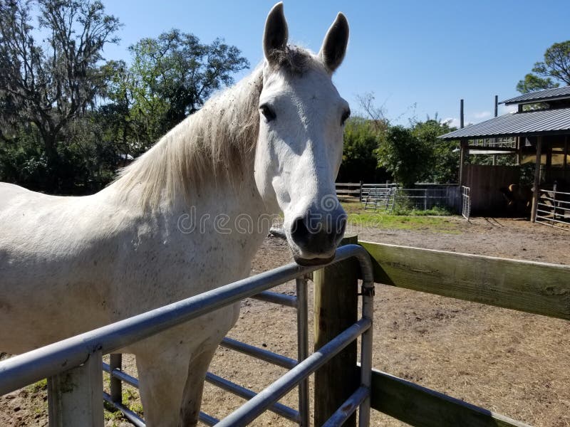 White Horse on a Farm in Florida Stock Image Image of animal, horse