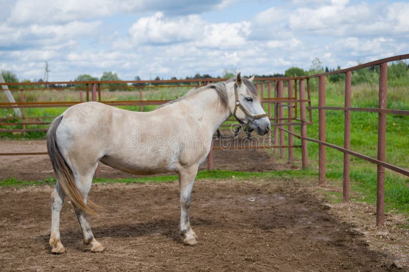 White horse stock image. Image of nature, fauna, rural 33676301