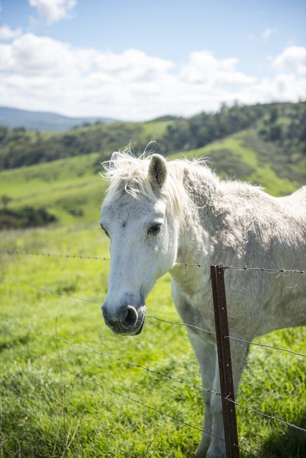 White horse in Farm stock photo. Image of horse, regional 98269808