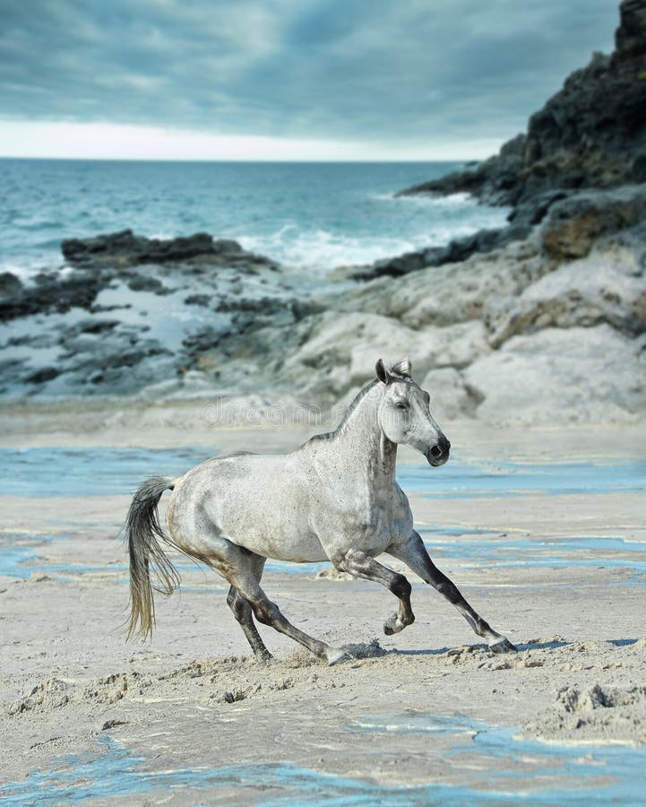 White Horse Gallops on the Beach Stock Image Image of horse, mammal