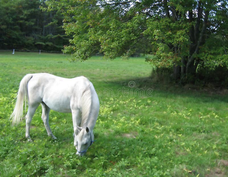 White Horse Grazing near Tree