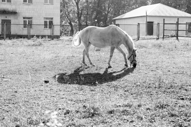 White Horse Grazing Outside the Farm or Stable, Horse Breeding Stock Image Image of