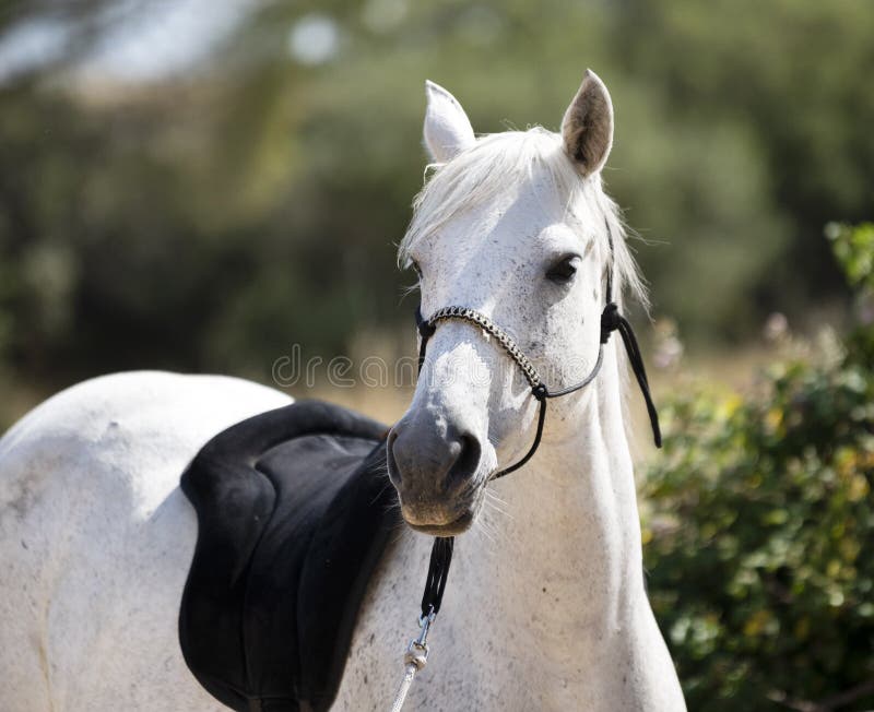 White horse and halter stock image. Image of sport, outdoors 151883387