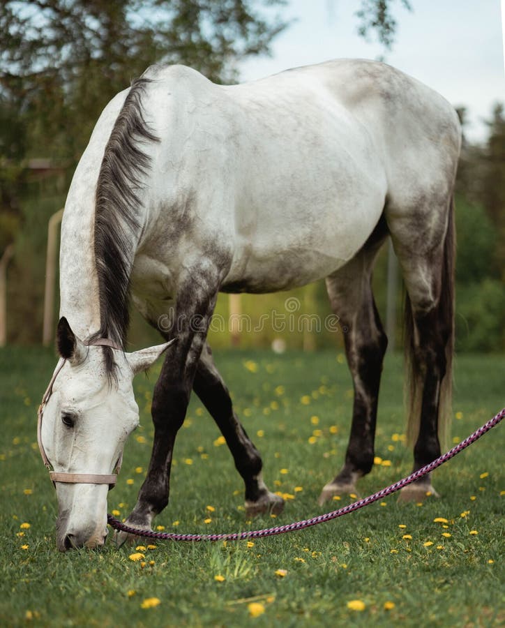 White Horse with Halter Grazing in Greenery Field Stock Image Image
