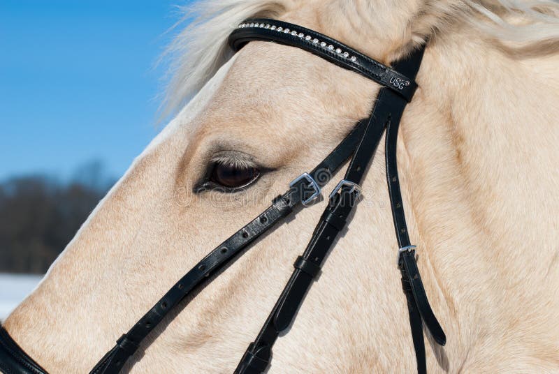 White horse head stock photo. Image of horses, hair, blue 13513436